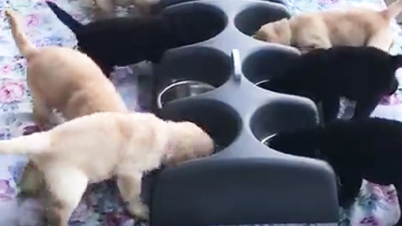 Puppies learn an important lesson about sharing