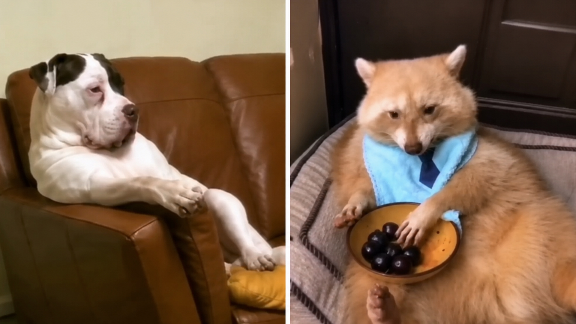 These animals are officially acting human