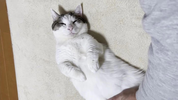 お父さんと添い寝する猫→撫でてもらっていると…あまりにも『赤ちゃんすぎる光景』に「可愛いが限界突破してる」「幸せな世界」と40万再生