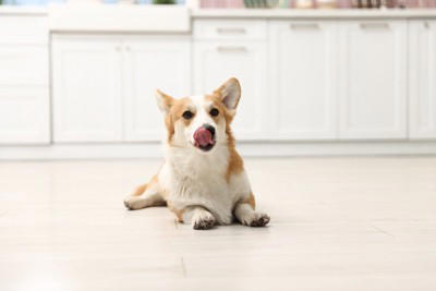 犬が『家の床を舐める』理由5つ 執拗にペロペロする心理や止めさせるための対処法まで