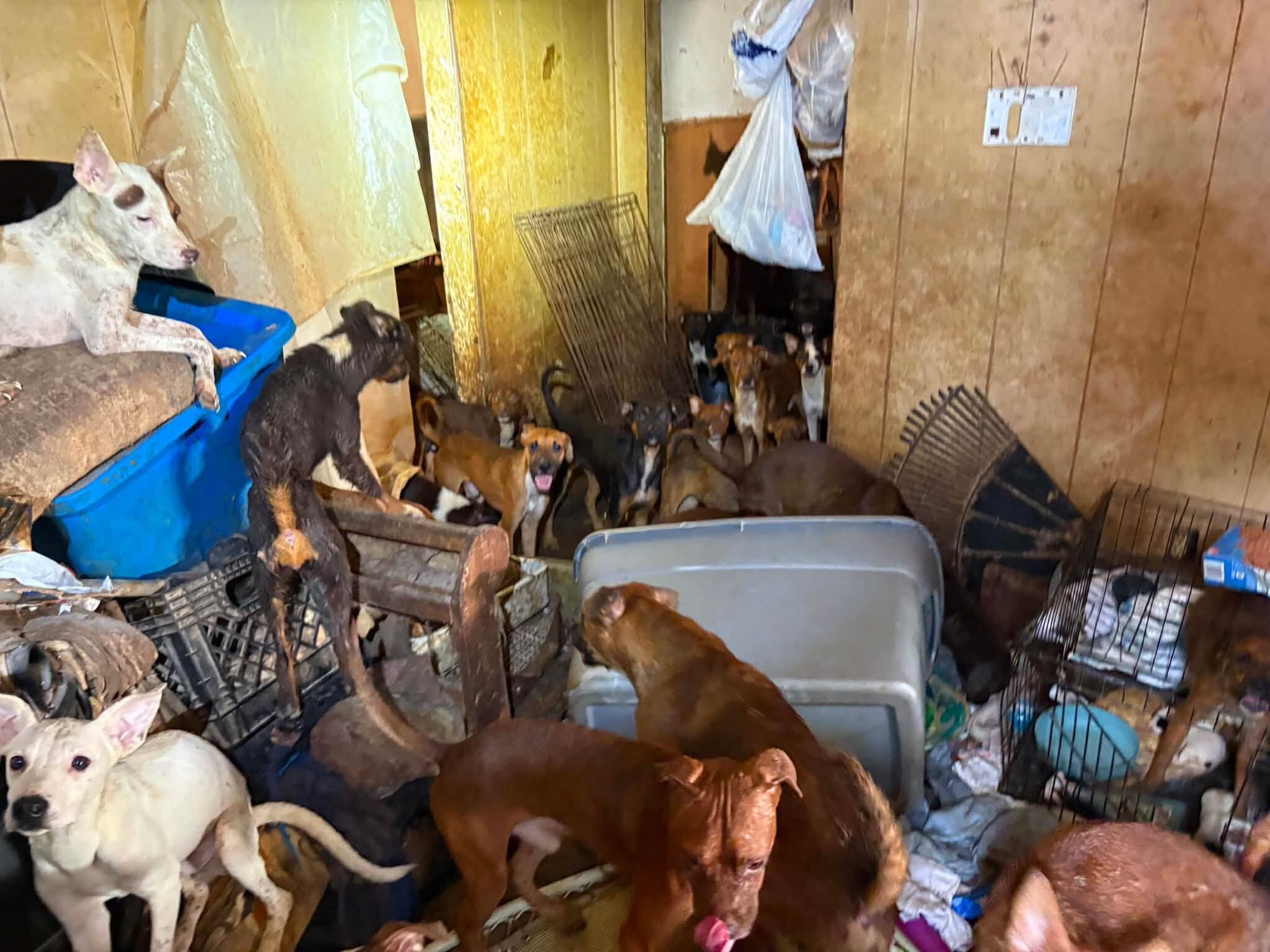 Calls to investigate ‘aggressive dogs fighting' leads to over 80 rescues from KCK home, 2 arrests