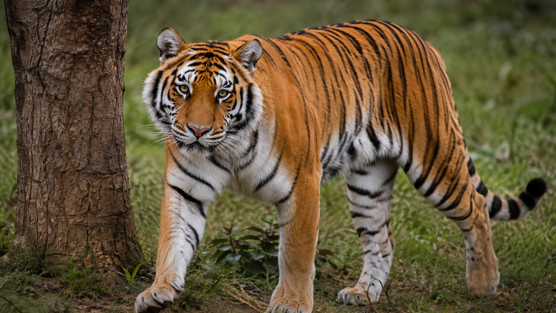 Hidden camera captures a Bengal tiger at close range