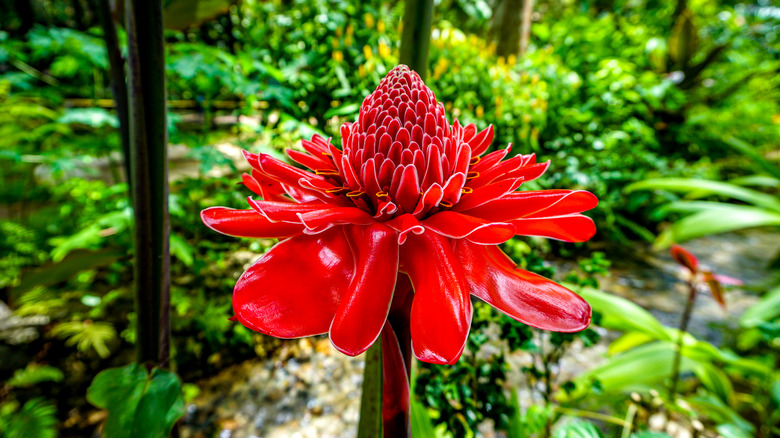 Ornamental ginger plants: Everything you should know before planting