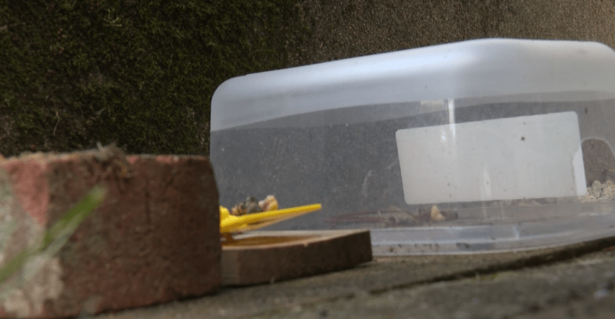 East Providence neighborhood plagued by influx of rats