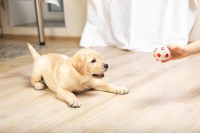 犬が『家の床を舐める』理由5つ 執拗にペロペロする心理や止めさせるための対処法まで