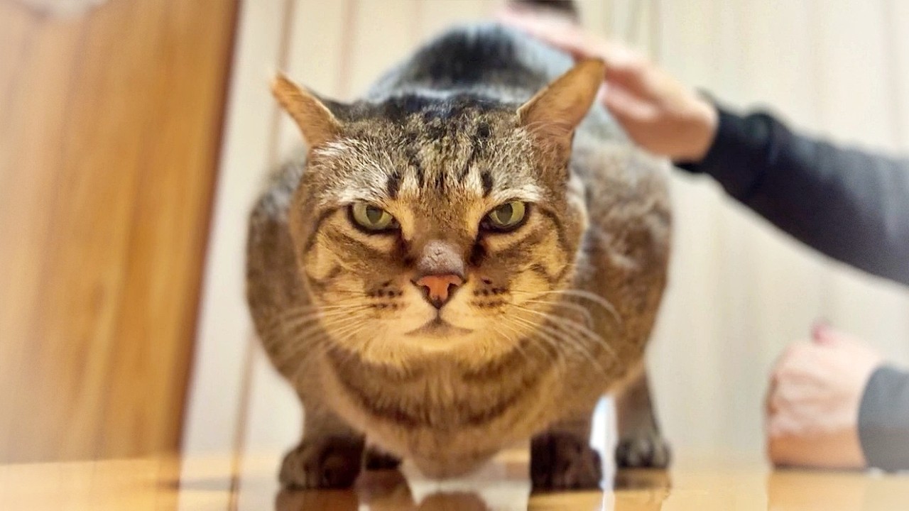 朝から全力で甘えてくる猫がかわいい【元野良猫・保護猫】