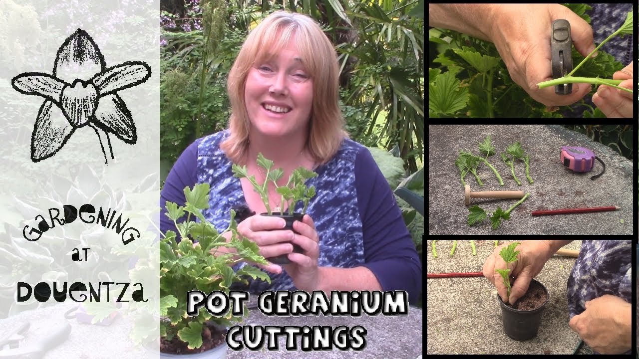 How to propagate geraniums with simple easy steps