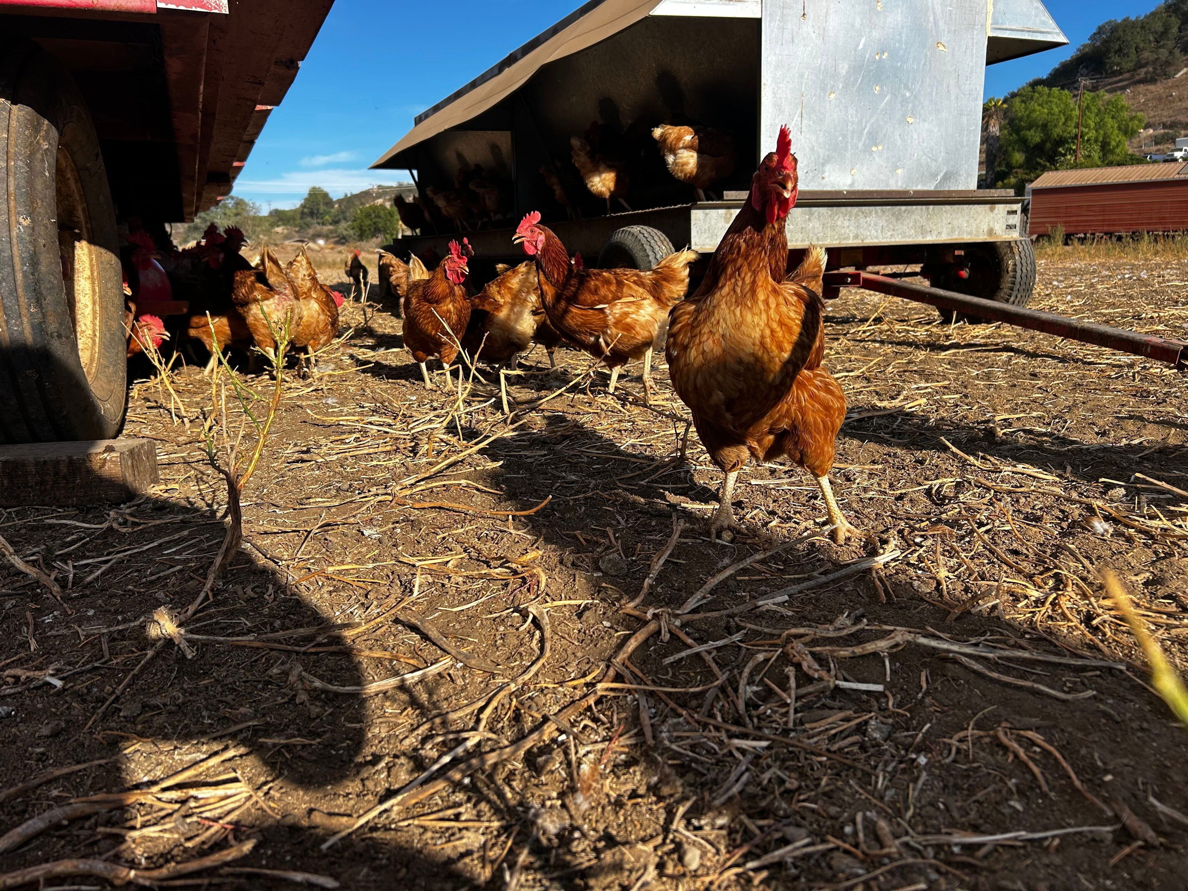 Ramona egg rancher disputes county findings in salmonella outbreak