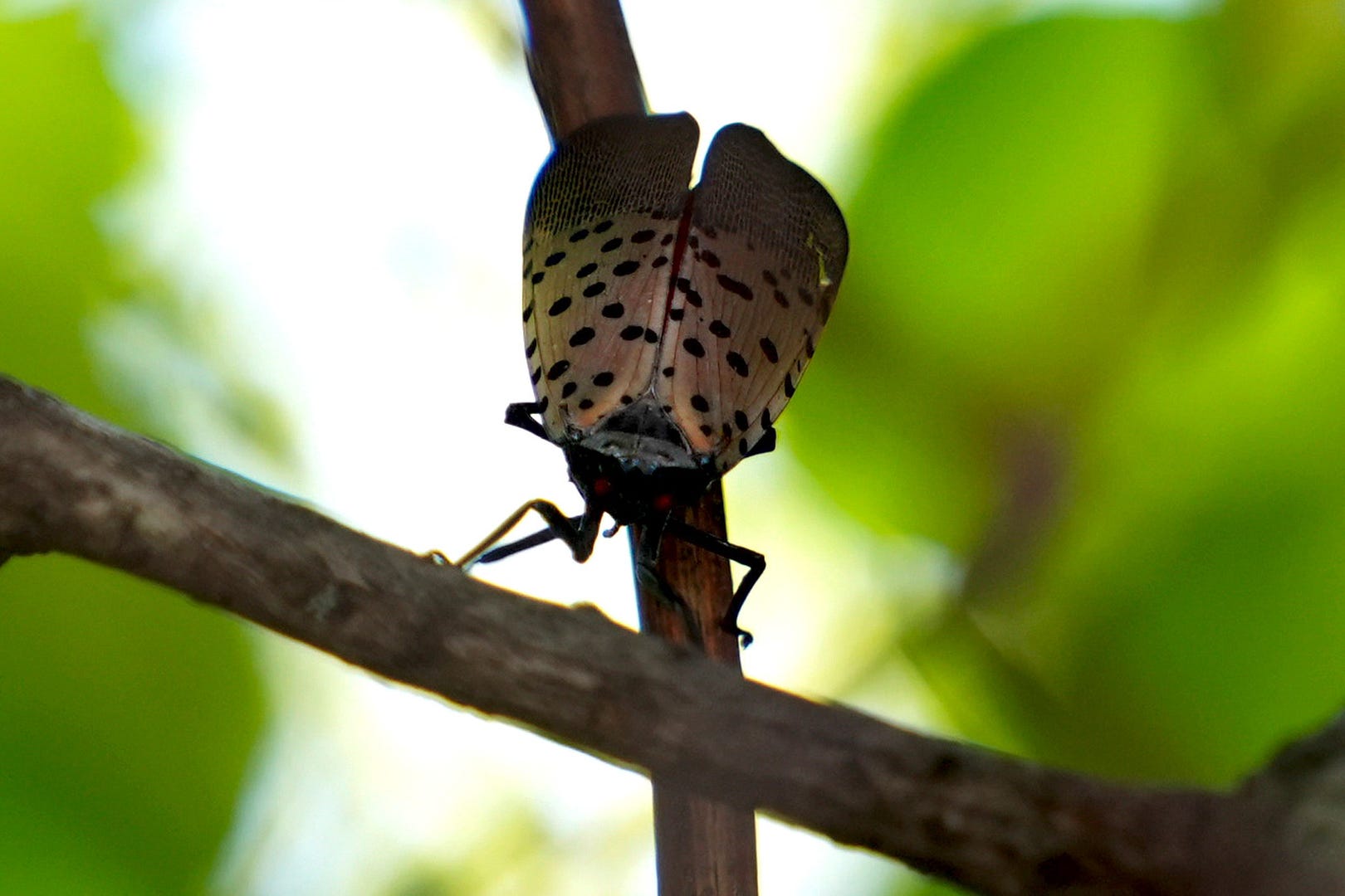How to spot, identify and squish spotted lanternflies in RI right now