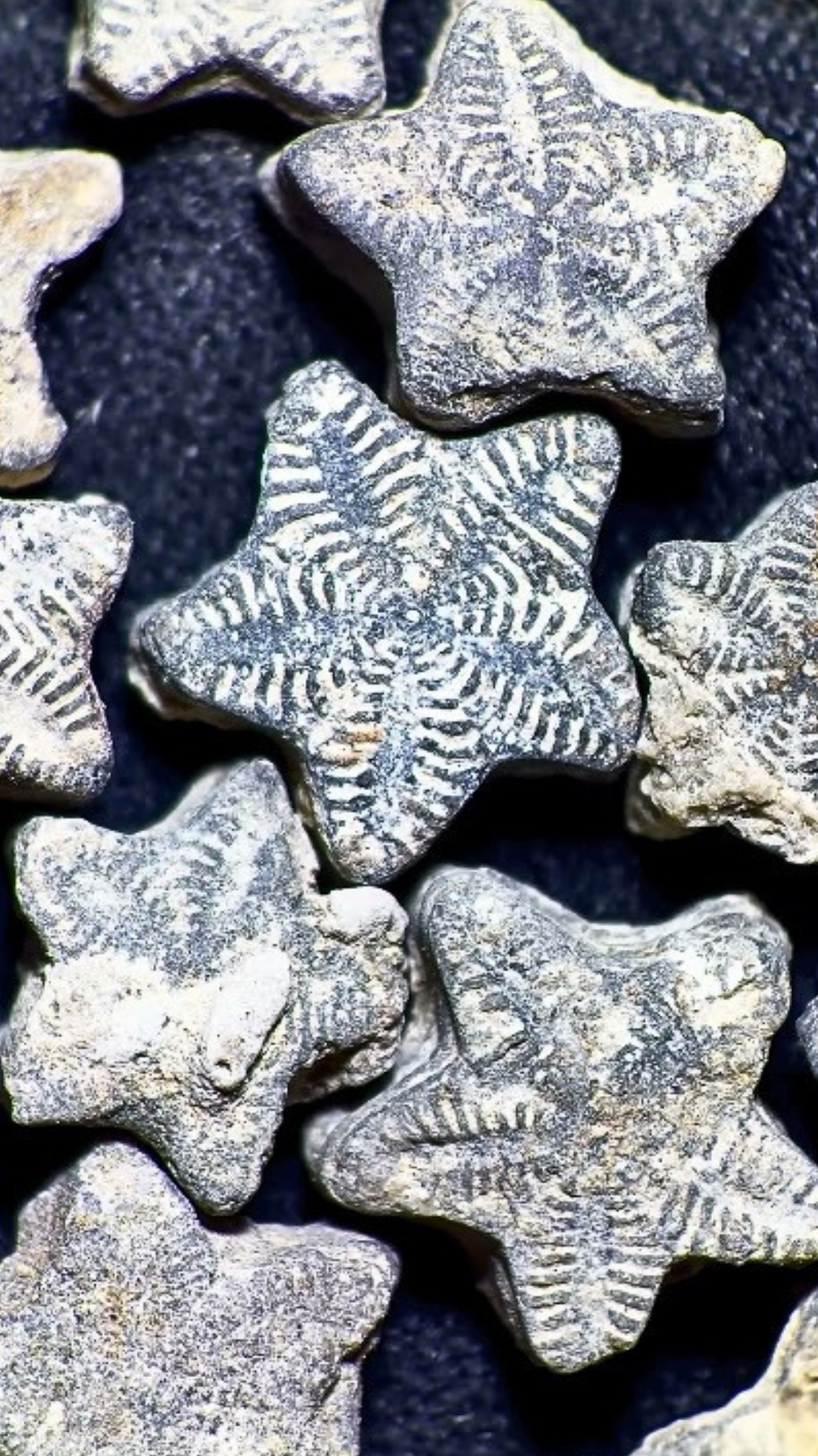 Amazing crinoid fossils hidden inside ordinary rocks