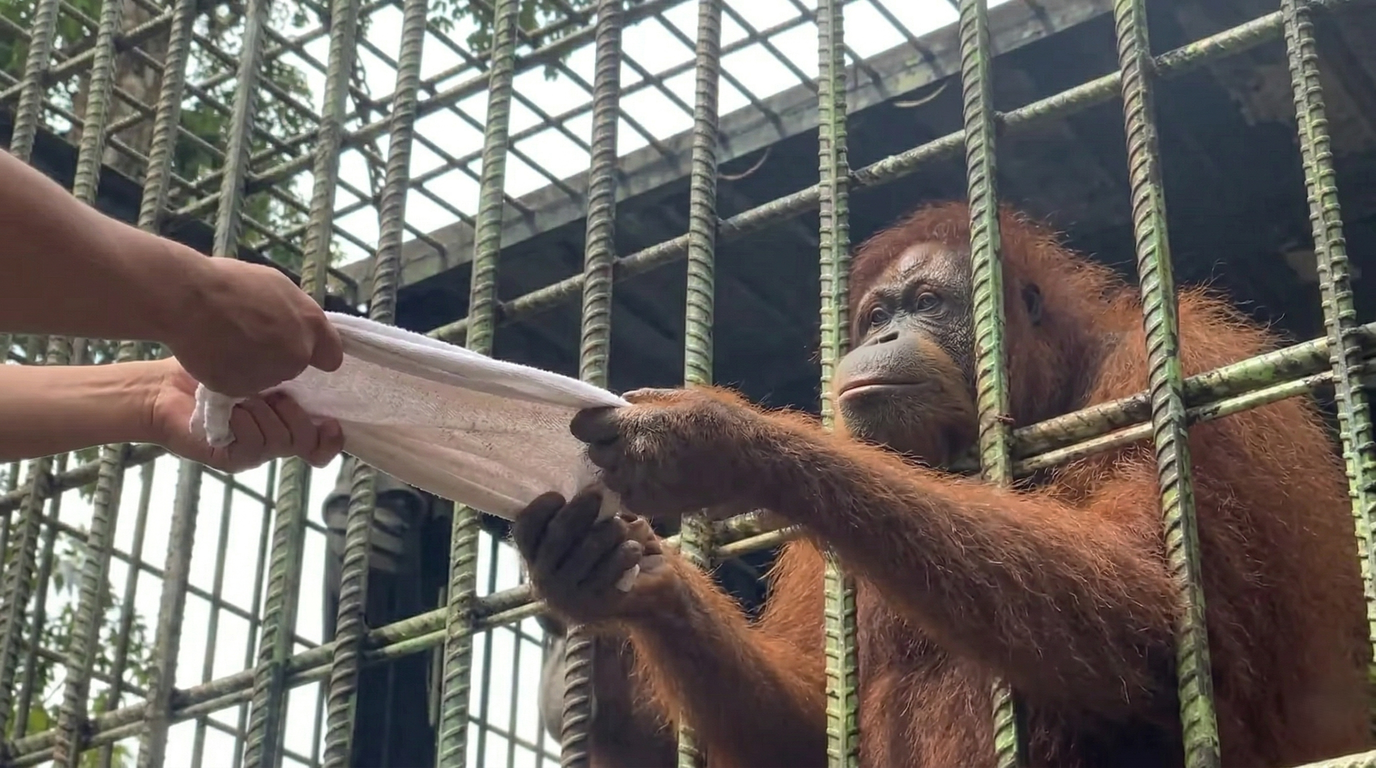 Watch what happens when an orangutan suddenly grabs a human with raw ...