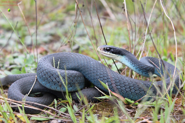 It's 2m long, blue and incredibly beautiful – the mysterious snake from ...