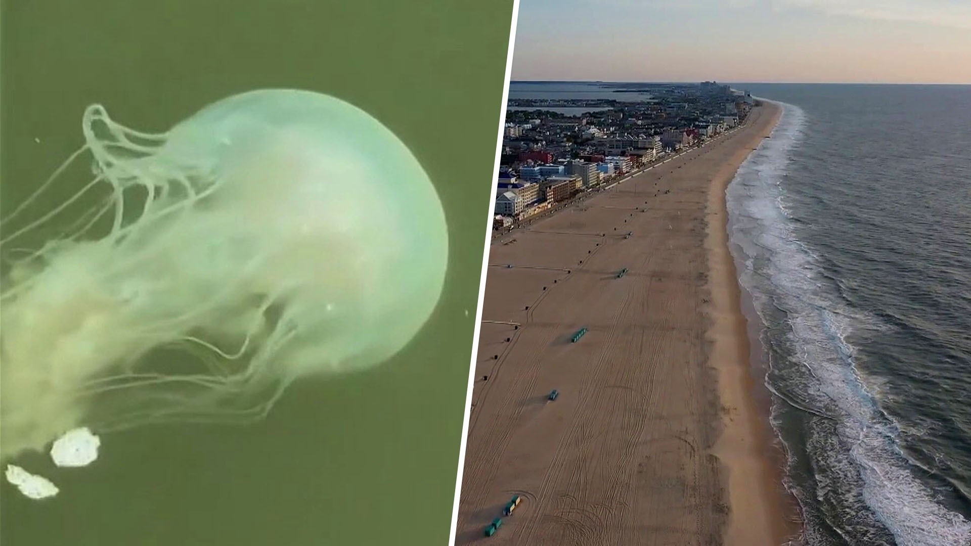 Jellyfish swarms bring stinging end to summer on East Coast