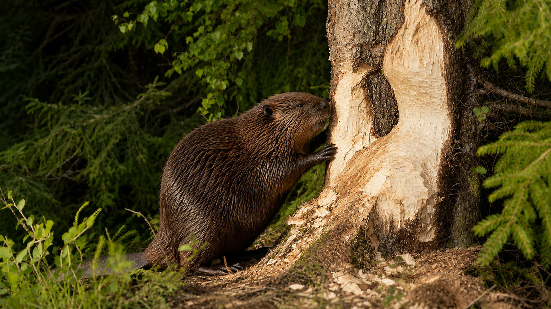 A beaver works on a forest tree near hidden camera