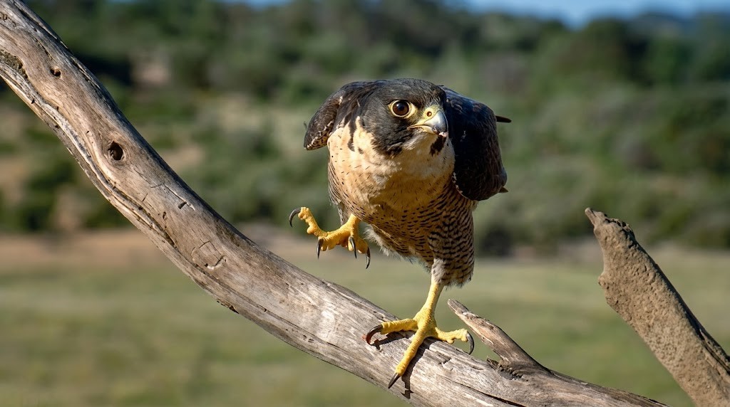 Watch what happens when a peregrine falcon hits its prey at 240 MPH ...