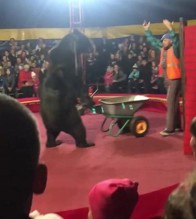 Horrifying moment 600lb circus bear attacks owner as children scream