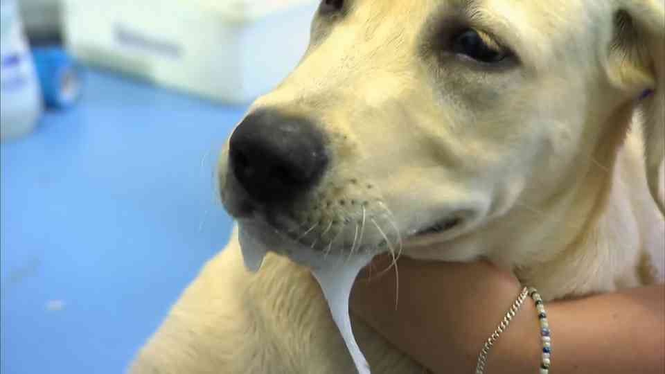 This puppy was convulsing and burning up... then the vet discovered ...