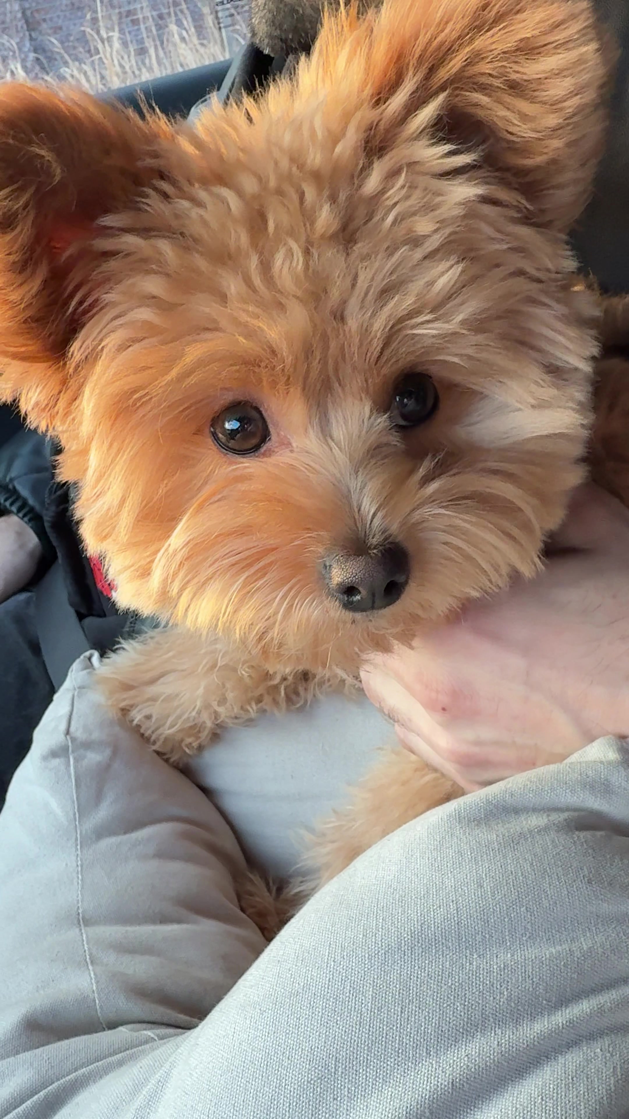 Barney the Pomapoo looks adorable while being held