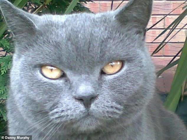 danny-murphy-opens-up-on-losing-his-cat-bob-after-viral-world-cup