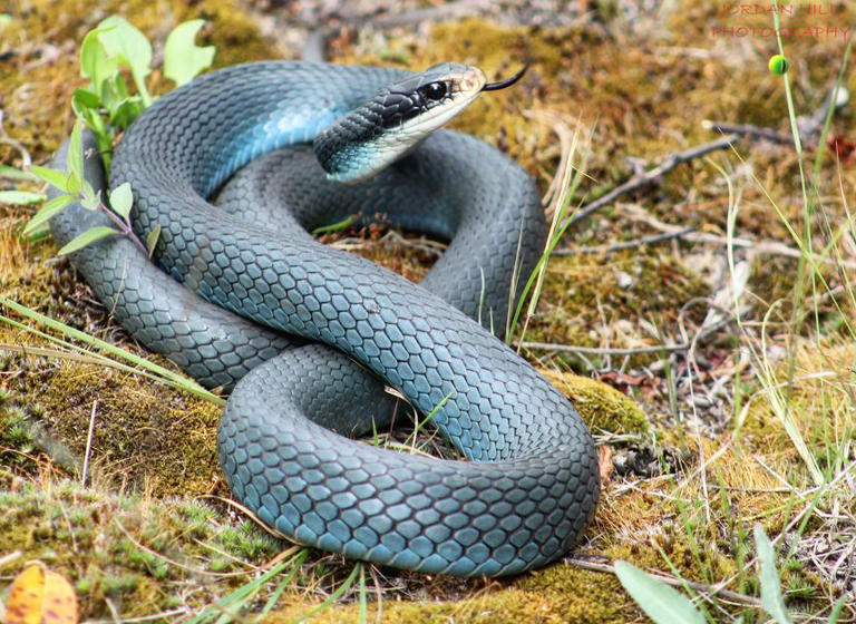 It's 2m long, blue and incredibly beautiful – the mysterious snake from ...