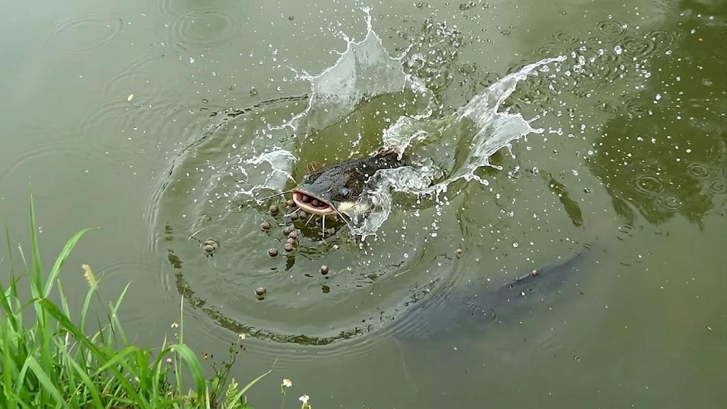 They thought this fish was harmless until it ate the whole chicken in ...