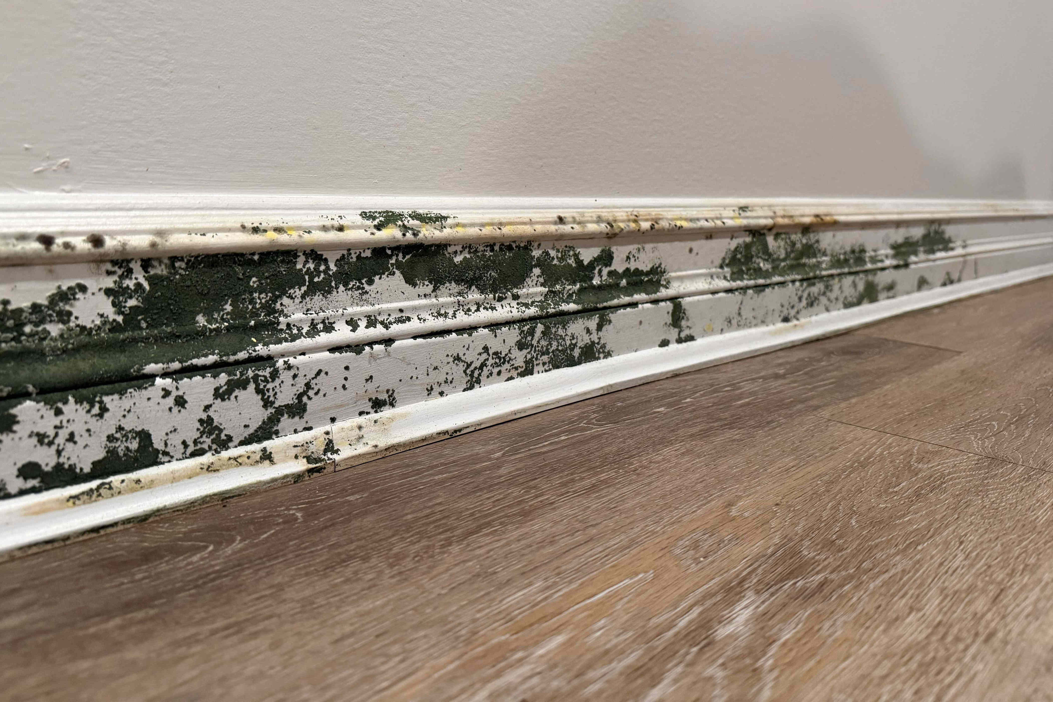 My basement flooded after heavy rain and was covered in mold—thankfully ...