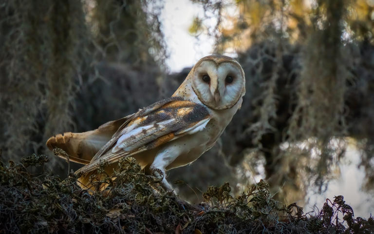 9 of the most brutal animal acts in the wild (number 5 is especially ...