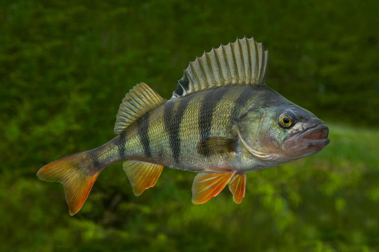 9 of the most brutal animal acts in the wild (number 5 is especially ...