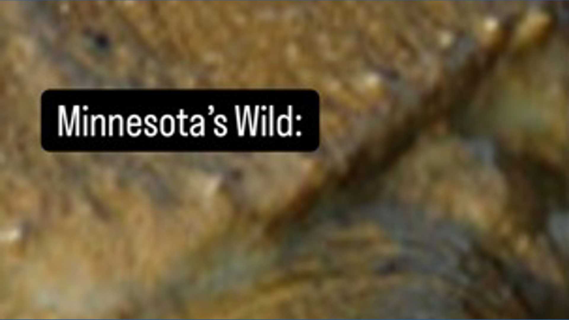Minnesota’s wild: Spiny softshell turtle