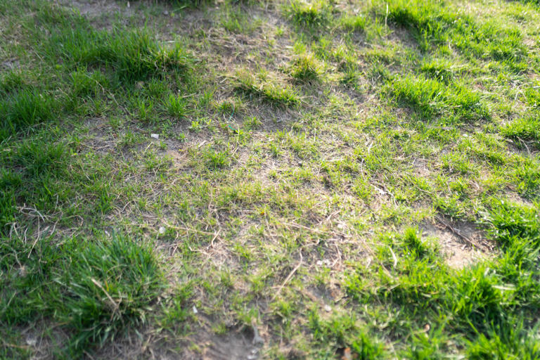 4 spots where grass just won’t grow—and what to do instead