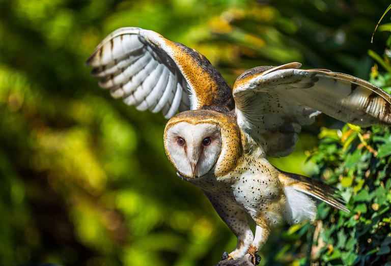 9 of the most brutal animal acts in the wild (number 5 is especially ...
