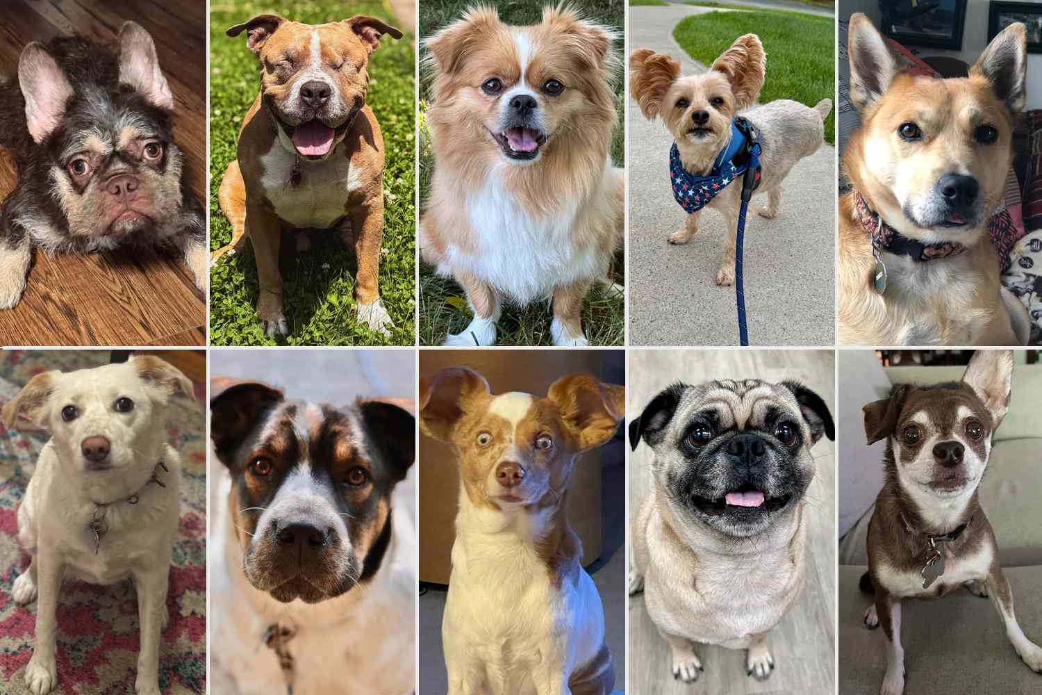 these-are-the-furry-finalists-of-the-world-s-cutest-rescue-dog-contest