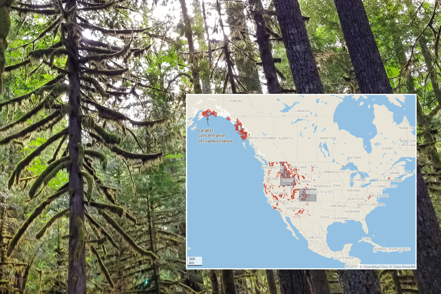 Map shows forests in potential danger as Trump admin scraps roadless rule