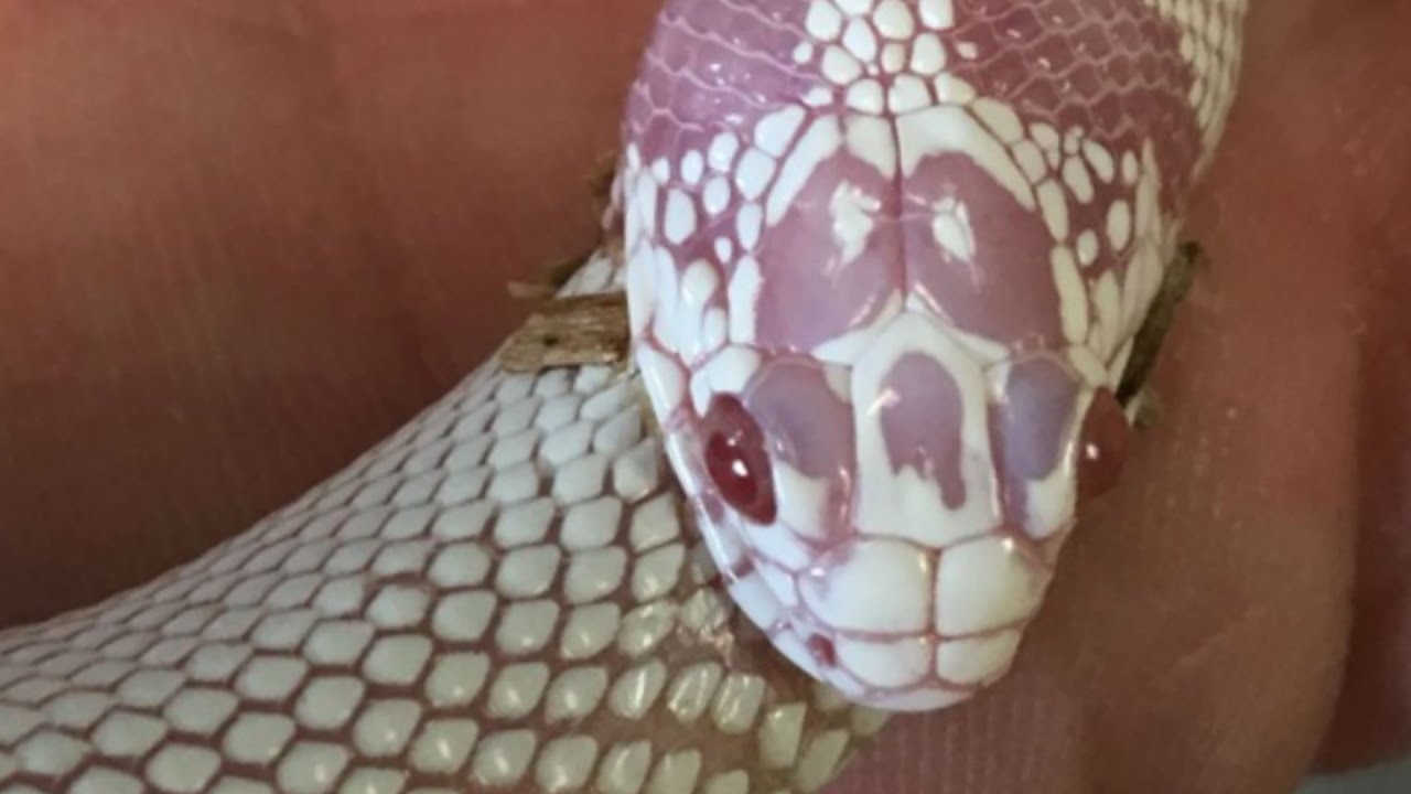 My snake is eating itself... He had to stop it before it digested itself