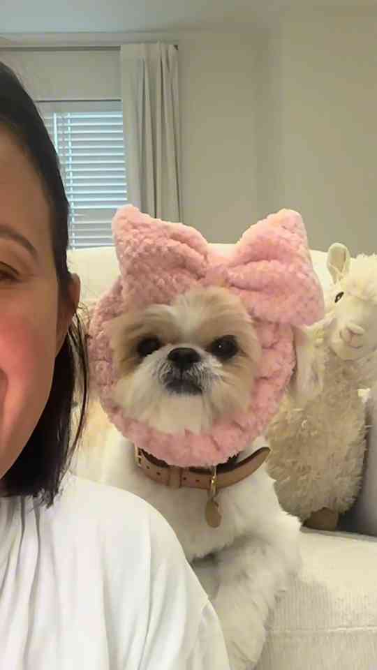 National Dog Day celebrating the love we have for our pets