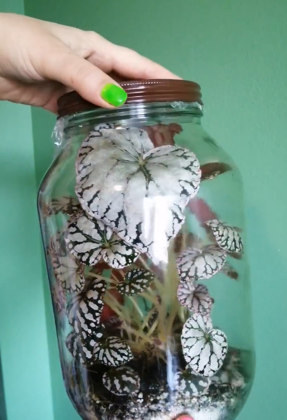 Begonia pickle jar project: Growth progress and care