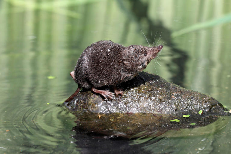 9 of the most brutal animal acts in the wild (number 5 is especially ...