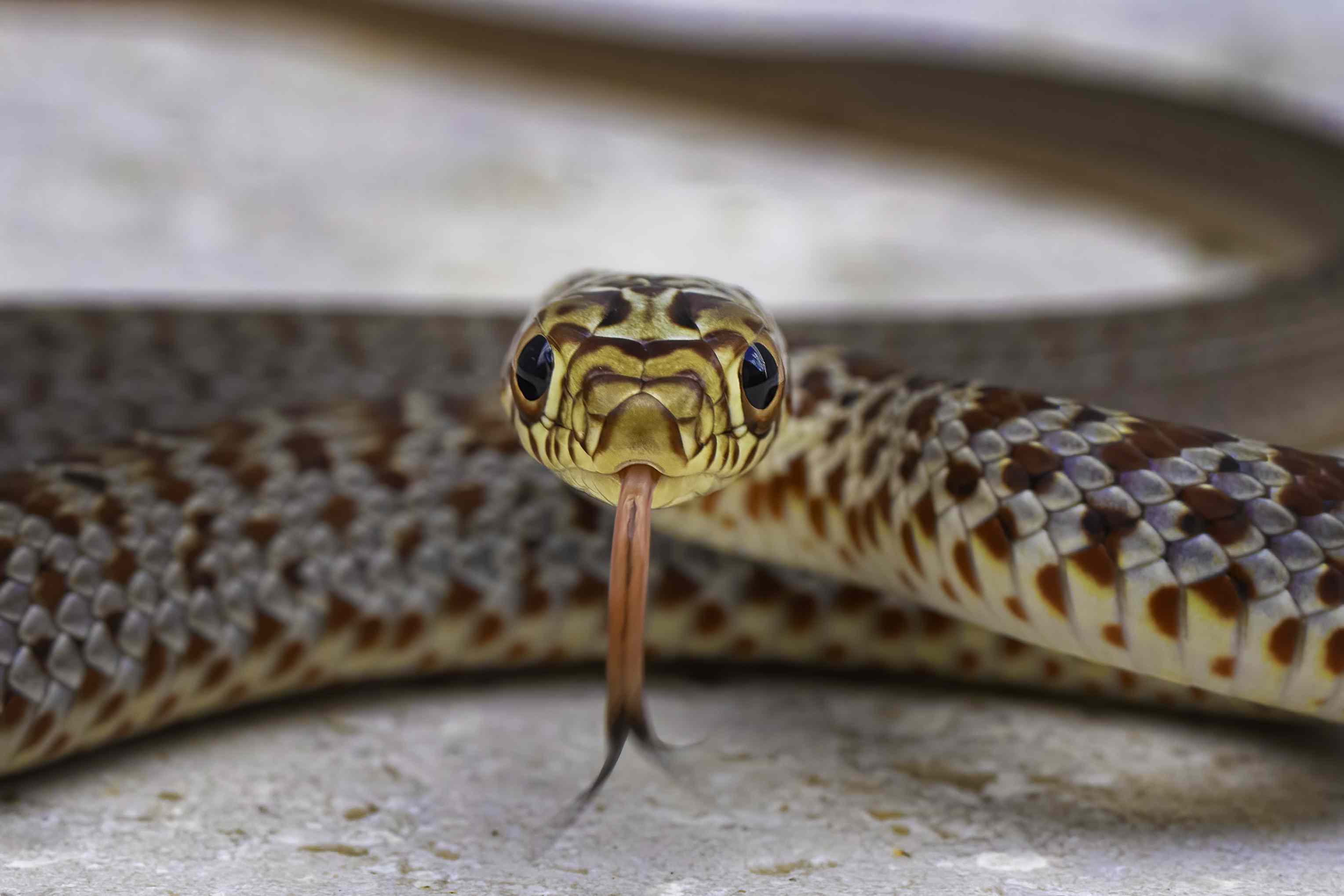 What to do if you find a snake inside your house