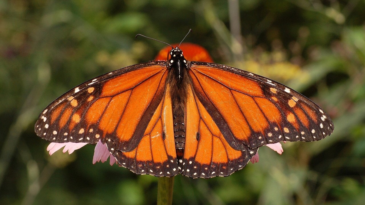 monarch-butterflies-fly-up-to-3-000-miles-to-a-forest-they-have-never-seen