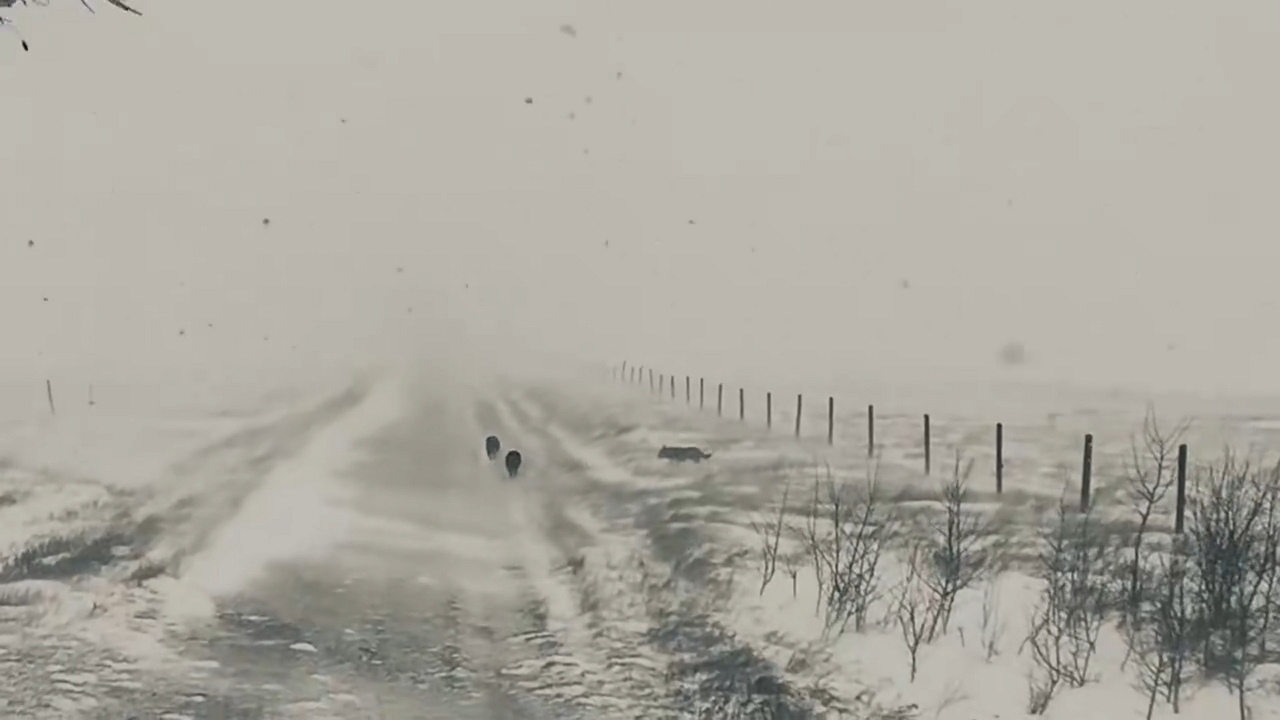 Dogs enjoy spring snowstorm on Alberta ranch