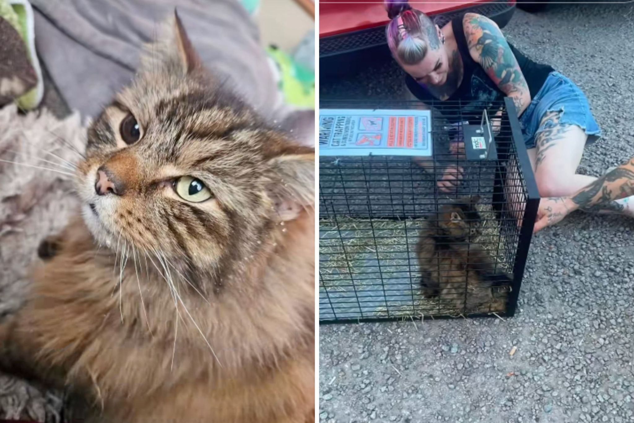 Woman’s cat vanished without trace. Years later, a video revealed the truth