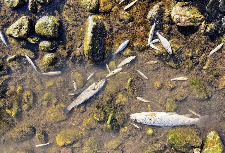 Lavant-Fischsterben: „Der Verursacher spielt auf Zeit“