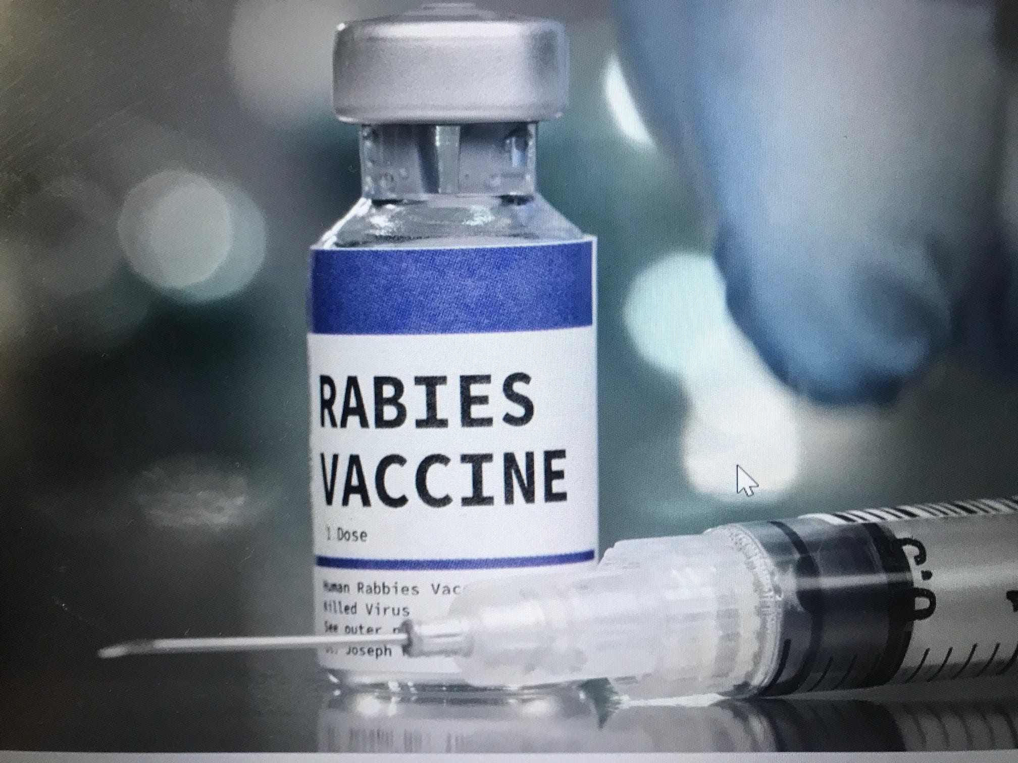 2 raccoons, bat found in Gloucester County test positive for rabies