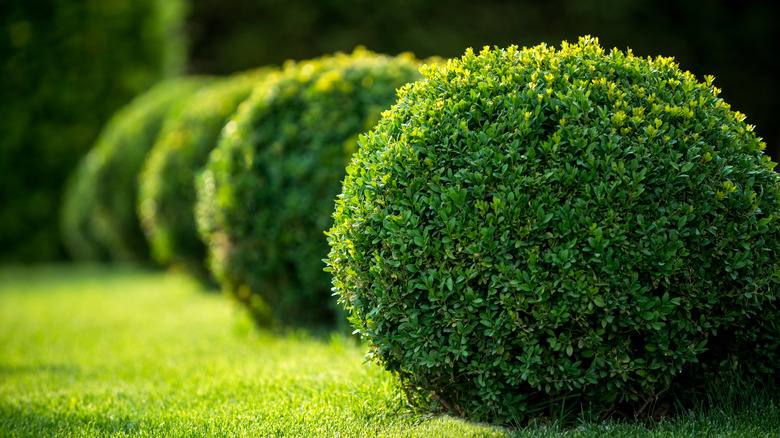 How to care for a boxwood shrub