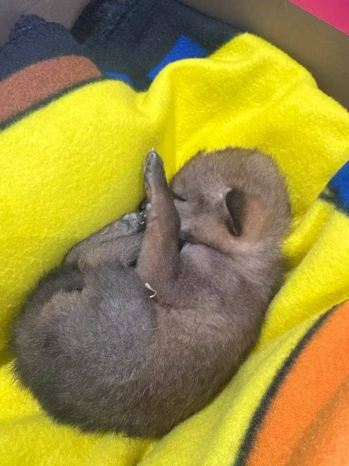 Boy walking home from school in Detroit finds a puppy — then vet reveals it's not what it seems