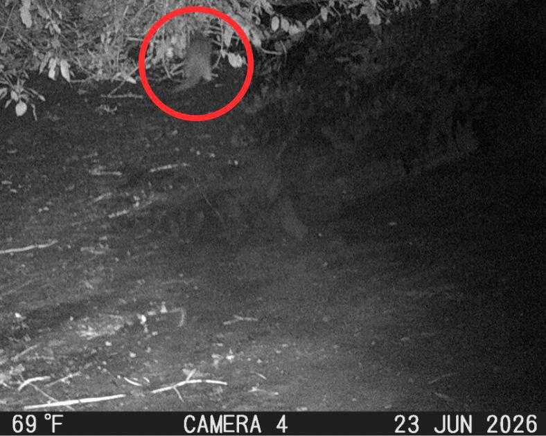 Otter spotted for first time in 100 years in New York City's Bronx River
