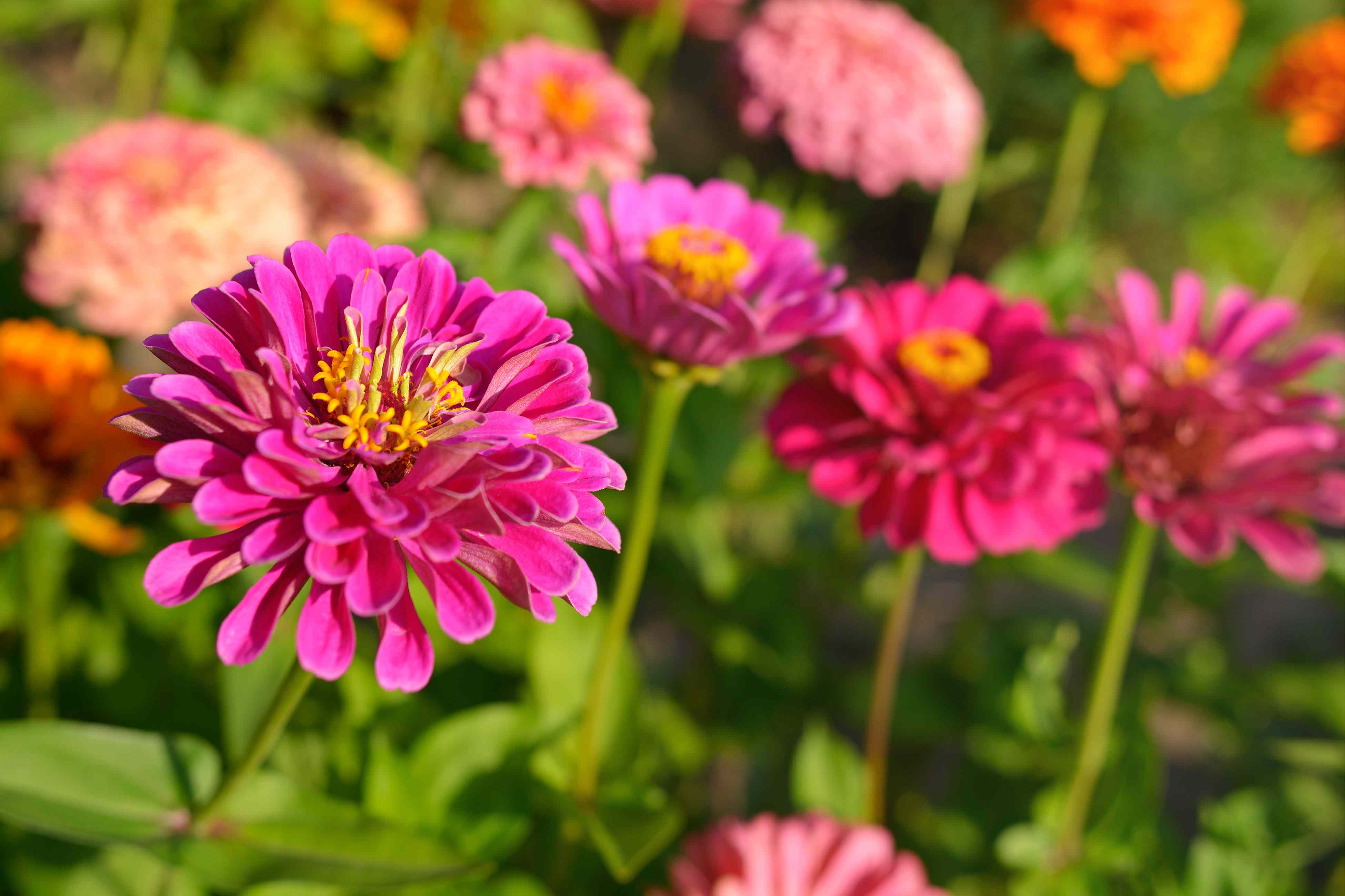 Should you cut back zinnias after they bloom? Gardening experts explain