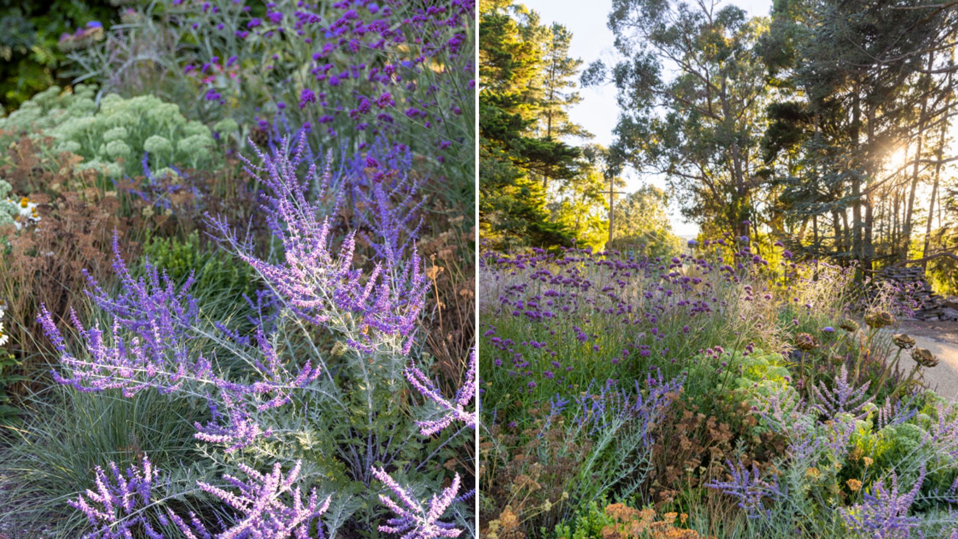 The $100 garden makeover: Here's what 2 experts would buy