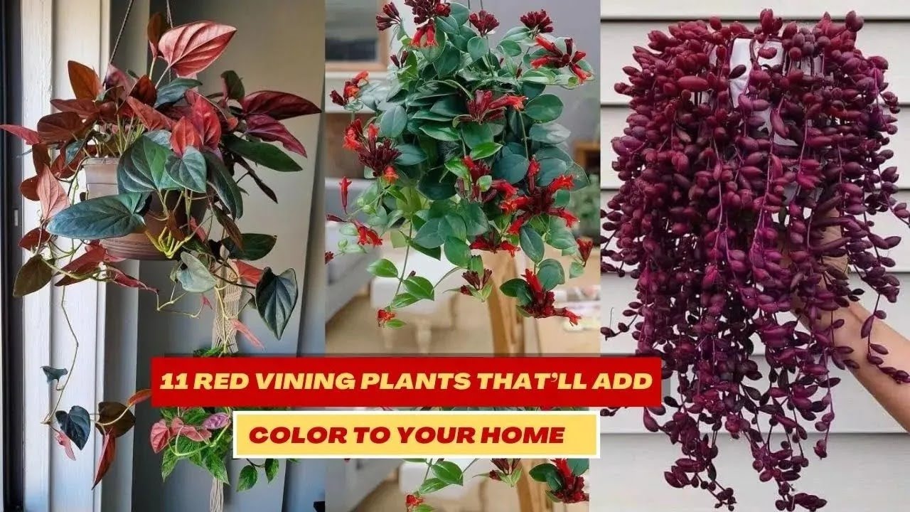 Discover red flowering climbers that make gardens stand out