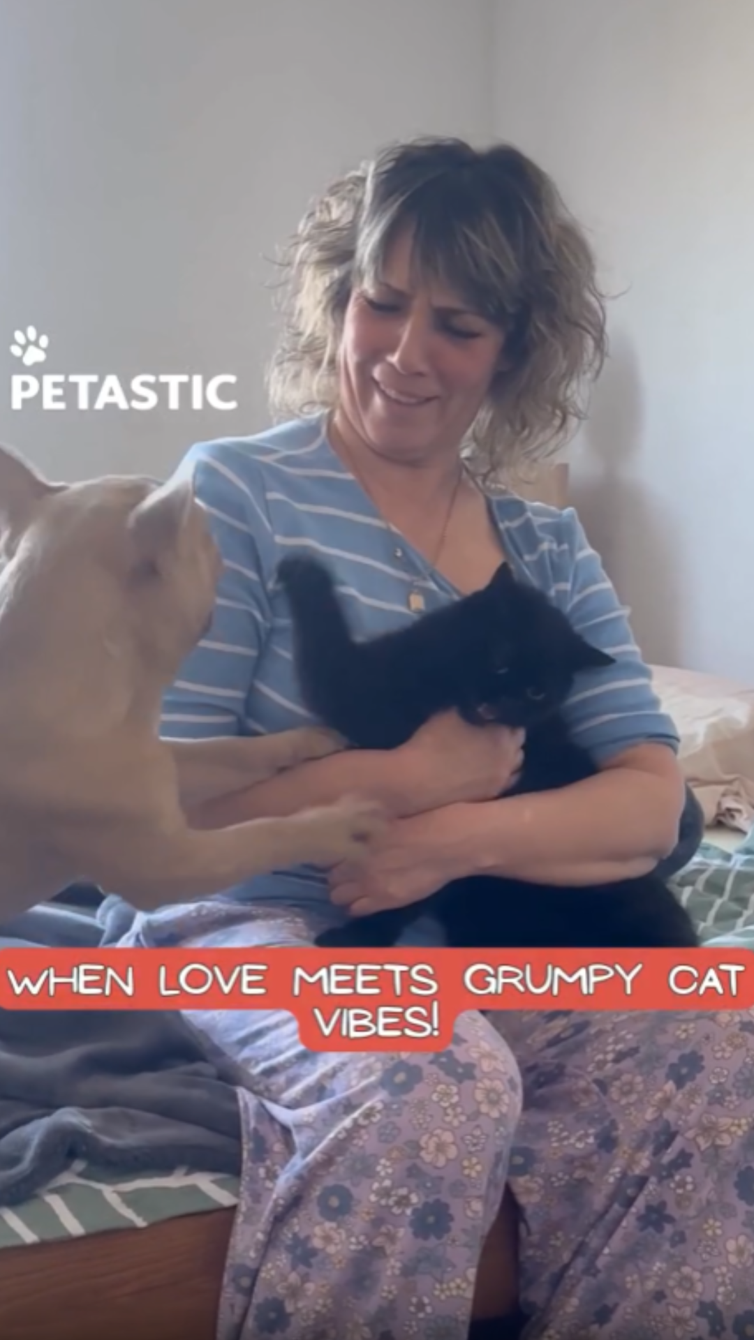 French bulldog displays affection while grumpy cat responds with ...